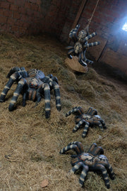 LEITOLD Little Bird Spider