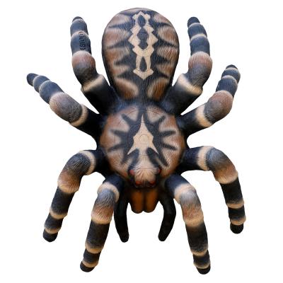LEITOLD-Target Giant Bird Spider